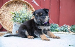 German Shepherd dogs for sale: Shiva - Image 1