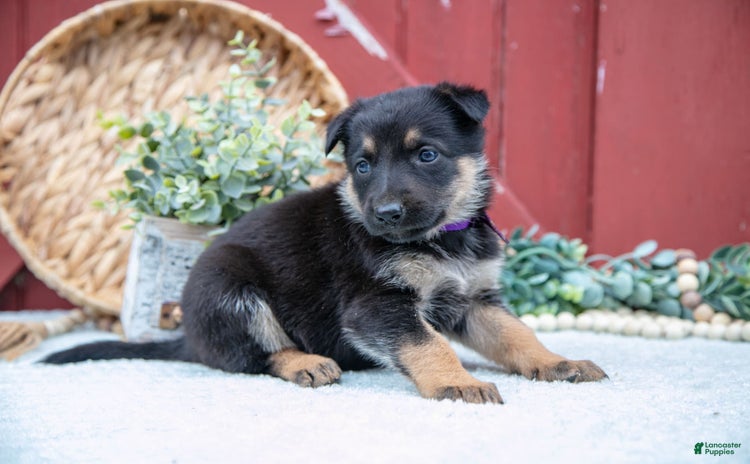 German Shepherd dogs for sale - Ad 5