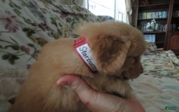 Golden Retriever dogs for sale: Starburst - Image 10