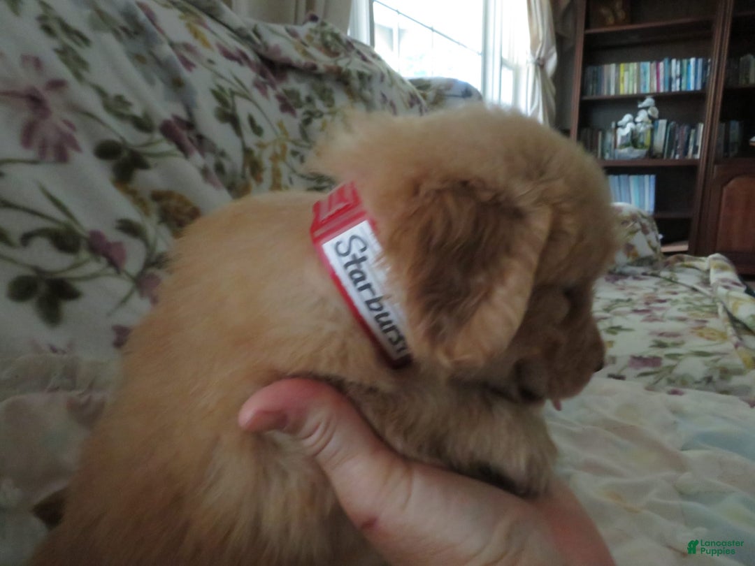 Golden Retriever dogs for sale: Starburst - Image 10