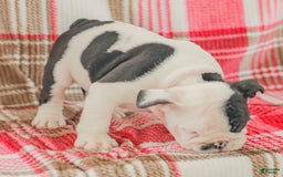English Bulldog dogs for sale: Max - Image 4