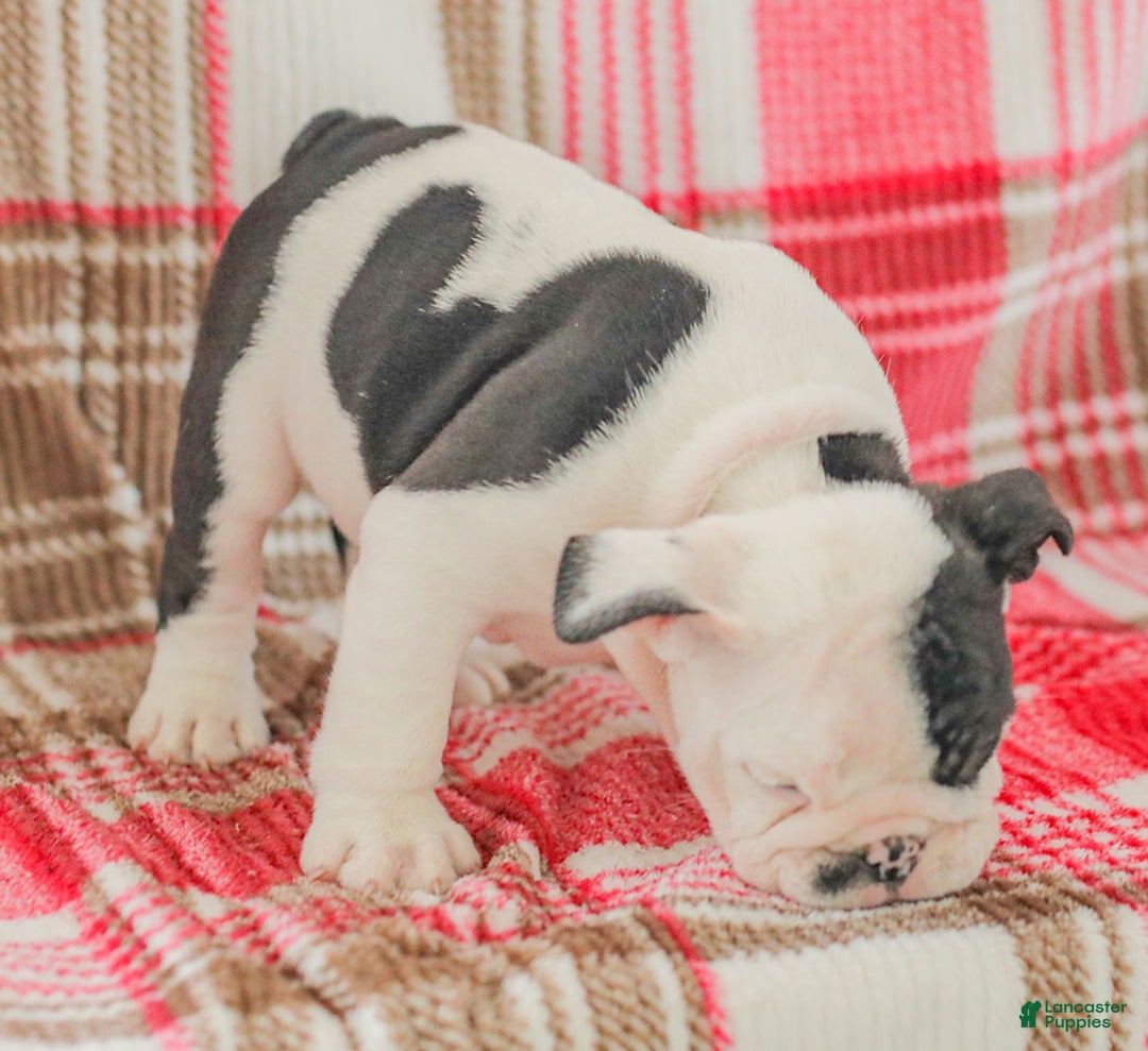 English Bulldog dogs for sale: Max - Image 4