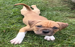 American Pit Bull Terrier dogs for sale: Spice - Image 27