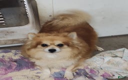 Pomeranian dogs for sale: Lilly Pad - Image 11