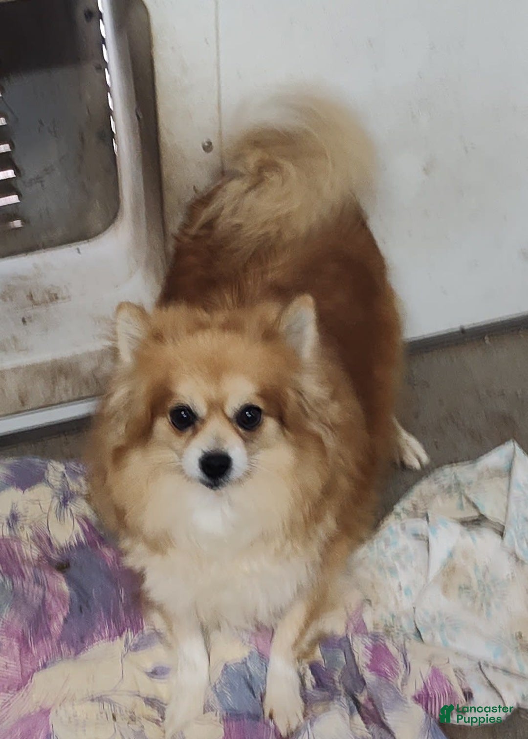 Pomeranian dogs for sale: Lilly Pad - Image 11