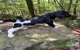 English Springer Spaniel dogs for sale: Max - Image 5