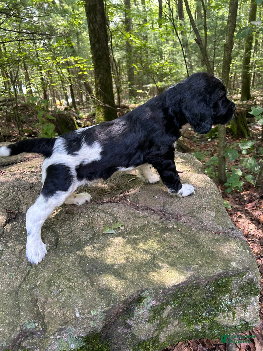 English Springer Spaniel dogs for sale: Max - Image 5