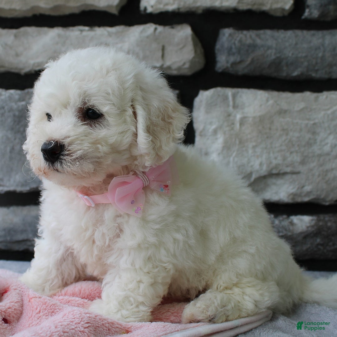 Bichon Frise dogs for sale: Lenny - Image 2