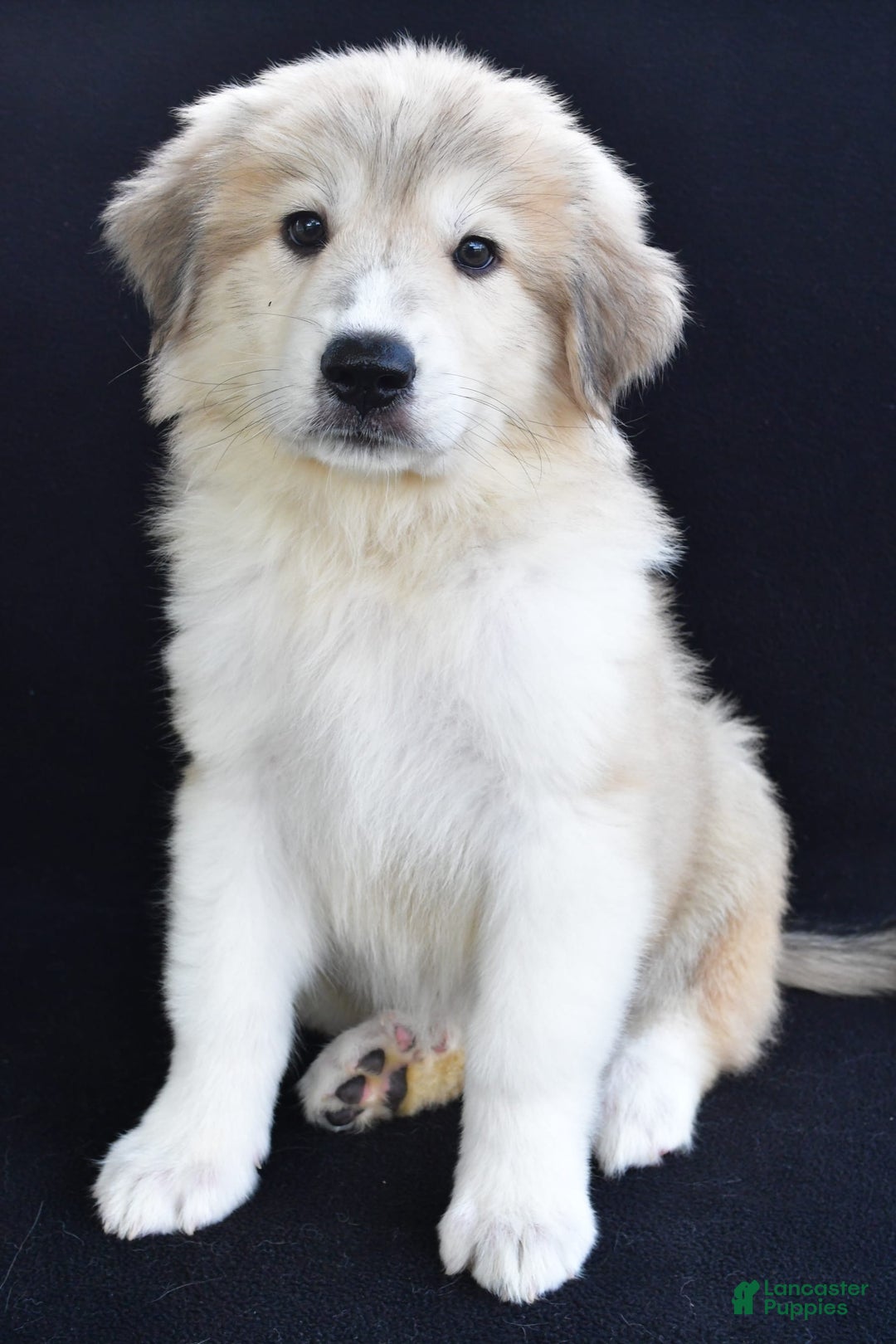 Great Pyrenees dogs for sale: Marla - Image 6