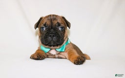 French Bulldog dogs for sale: Apollo Akc 🐾 - Image 7