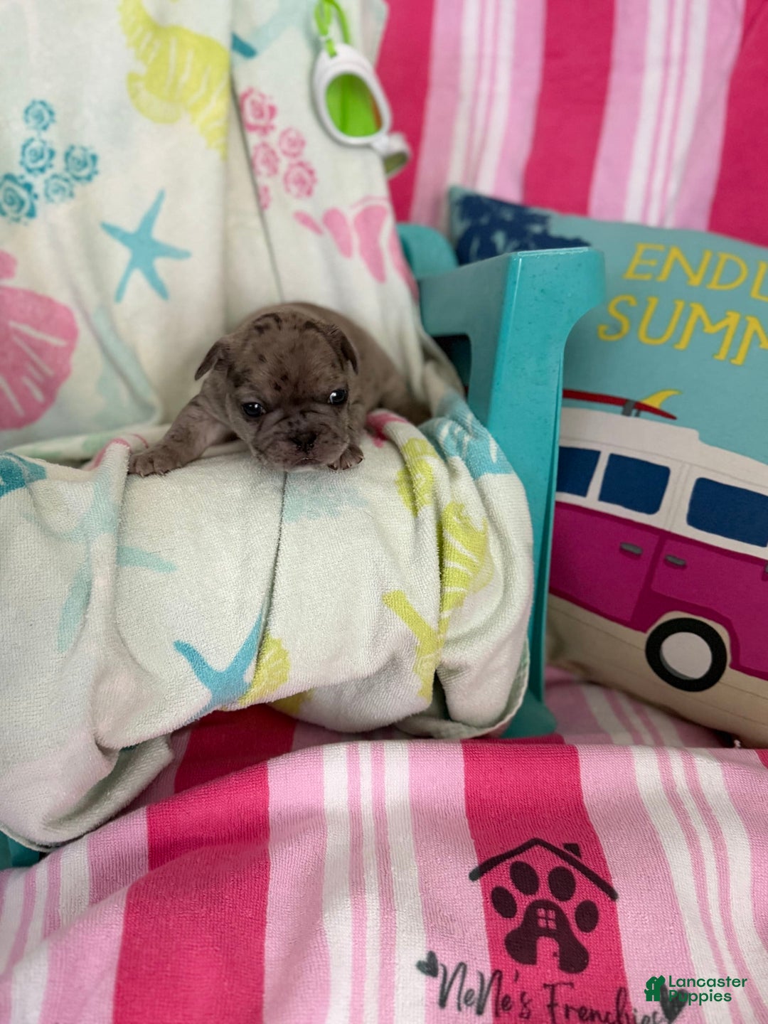 French Bulldog dogs for sale: Akc Blue Merle - Image 3