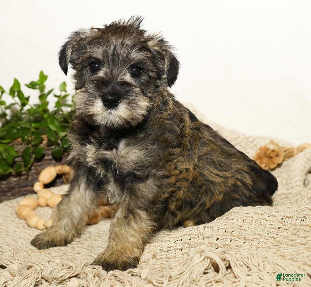 Miniature Schnauzer dogs for sale: Rover - Image 1