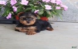 Yorkshire Terrier dogs for sale: Sweetie - Image 11