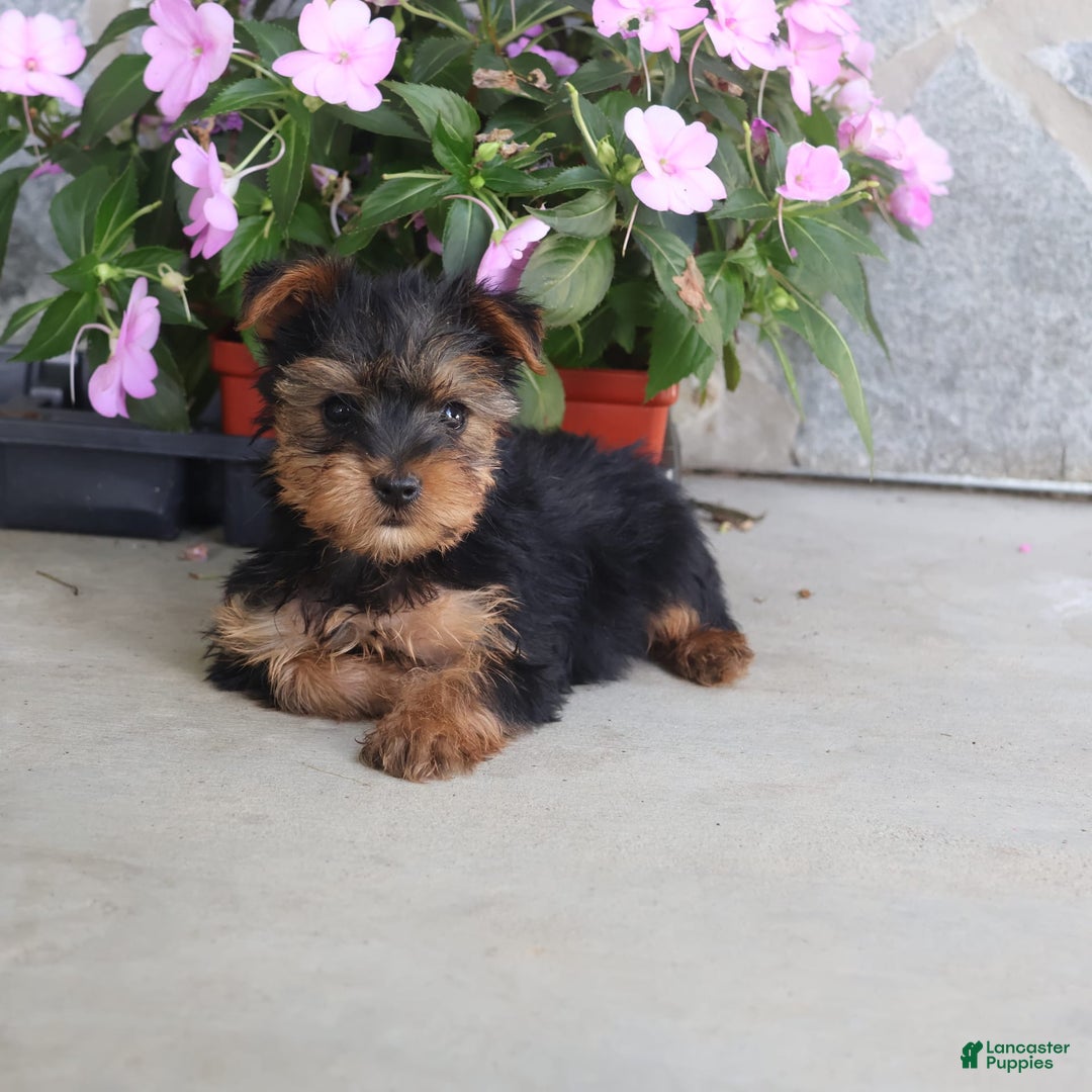 Yorkshire Terrier dogs for sale: Sweetie - Image 11
