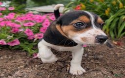 Beagle dogs for sale: Pistacio - Image 3