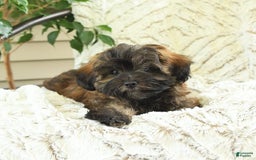 Shihpoo dogs for sale: Jonah - Image 5