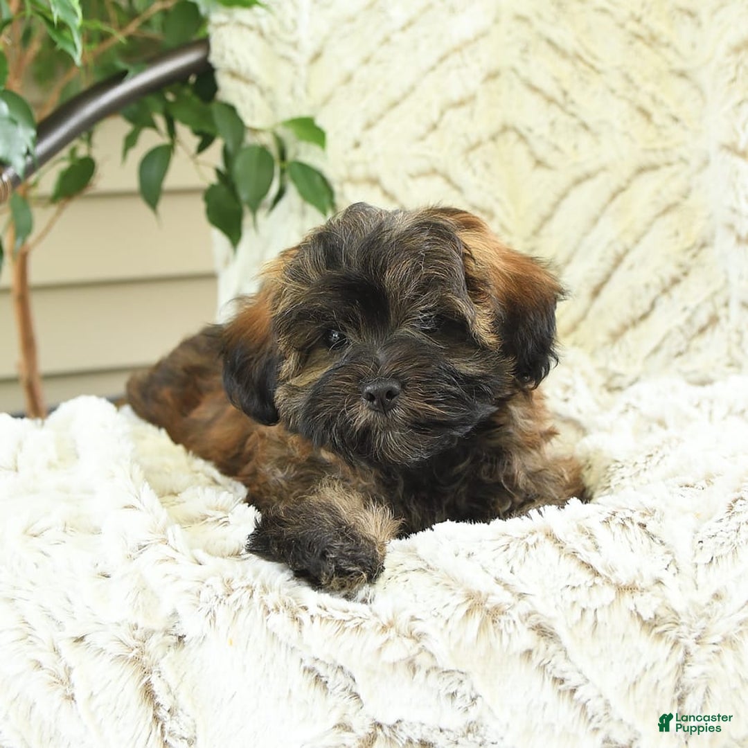 Shihpoo dogs for sale: Jonah - Image 5