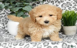 Bichpoo dogs for sale: Nellie - Image 3