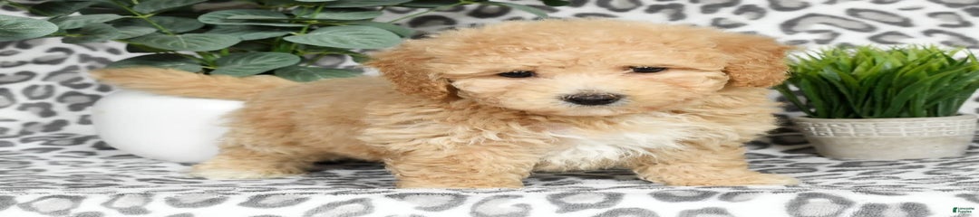 Nellie