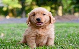 Golden Retriever dogs for sale: Keke - Image 6