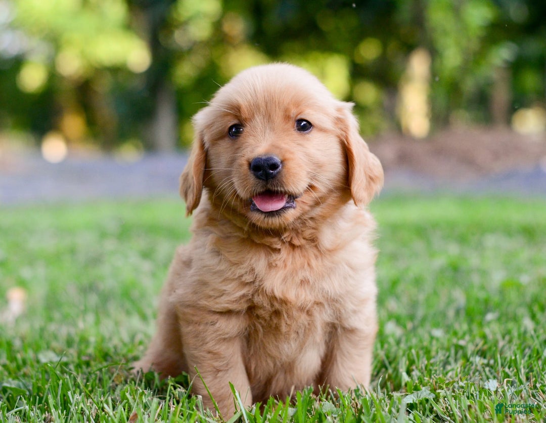 Golden Retriever dogs for sale: Keke - Image 6