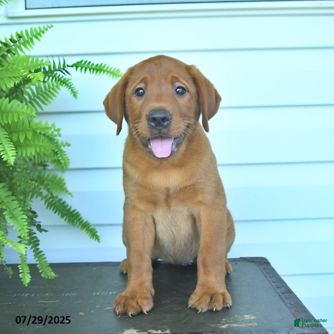 Labrador Retriever dogs for sale: Yosemite - Image 5