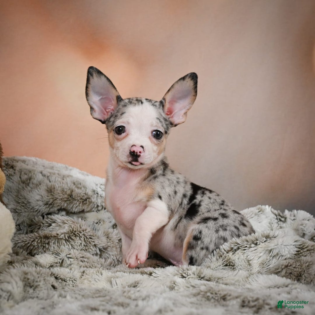 Chihuahua dogs for sale: Romeo - Image 1