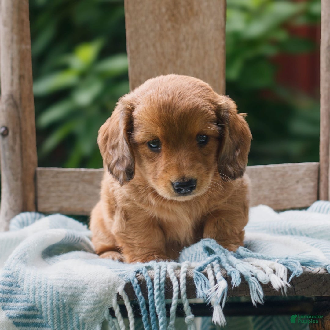 Miniature Dachshund dogs for sale: Miniature Dachshund 5 puppies - Image 9