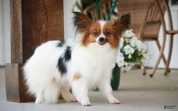 Papillon dogs for sale: Laramie - Image 7