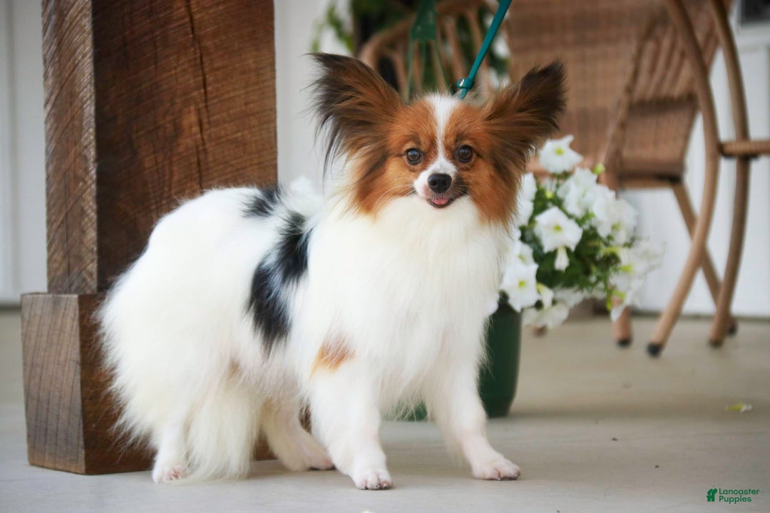 Papillon dogs for sale: Laramie - Image 7