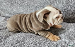 English Bulldog dogs for sale: Groza - Image 7