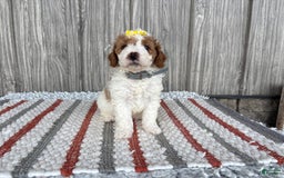 Mini Goldendoodle dogs for sale: Debbie - Image 2