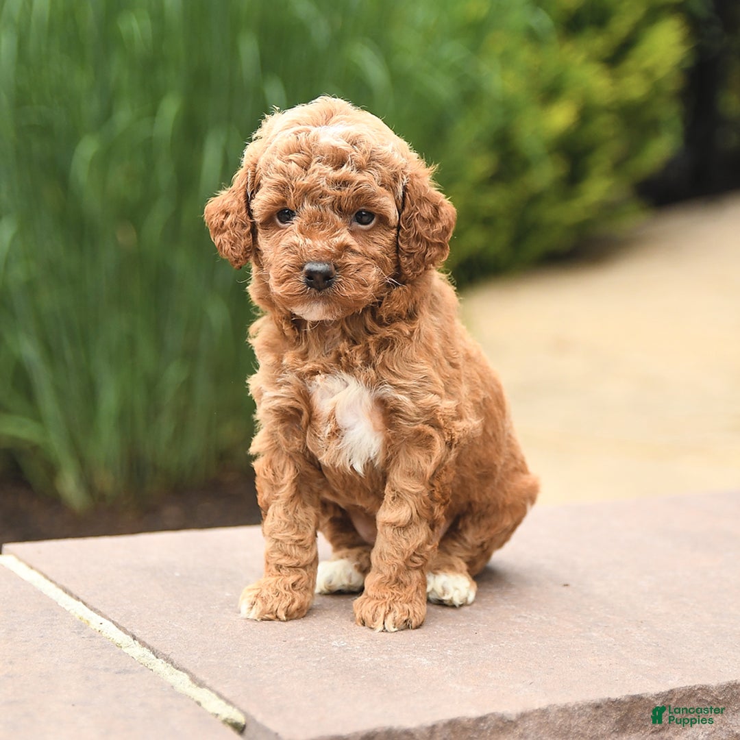Cockapoo dogs for sale: Music - Image 2