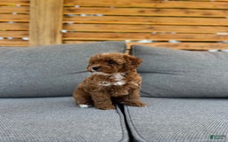 Toy Poodle dogs for sale: Teacup Poodle Male - Image 2