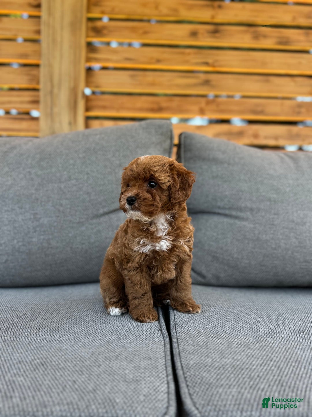 Toy Poodle dogs for sale: Teacup Poodle Male - Image 2