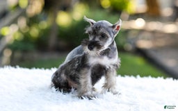 Miniature Schnauzer dogs for sale: Blaze - Image 13