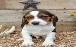 Beagle dogs for sale: Charlie - Image 1