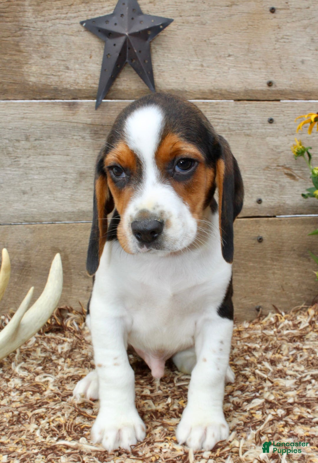 Beagle dogs for sale: Charlie - Image 1
