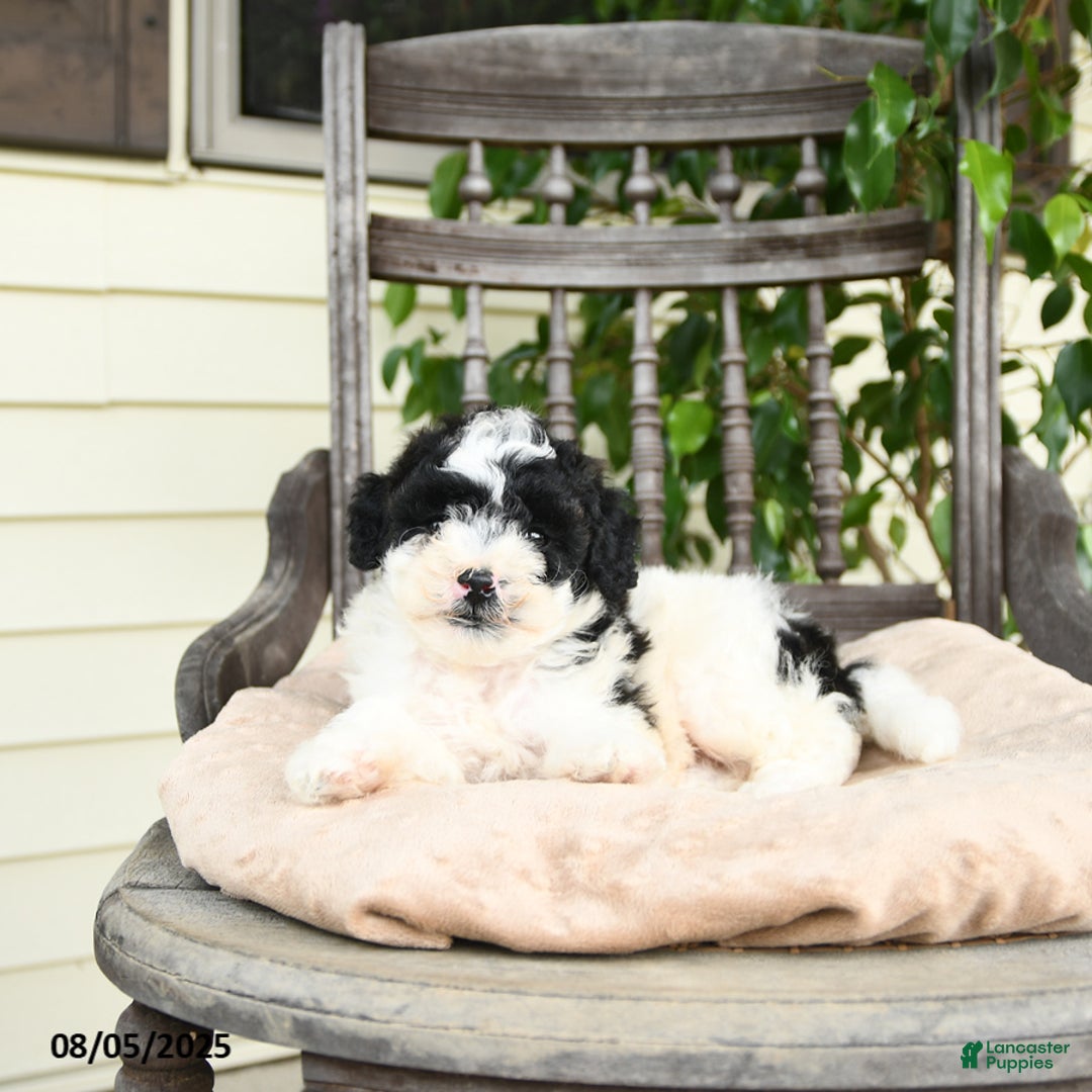 Miniature Poodle dogs for sale: Miniature Poodle 2 puppies - Image 9