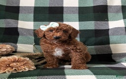 Mini Goldendoodle dogs for sale: Justeen Genetic Testing - Image 1
