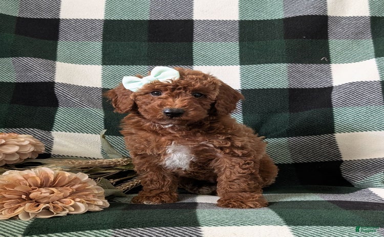 Mini Goldendoodle dogs for sale - Ad 1