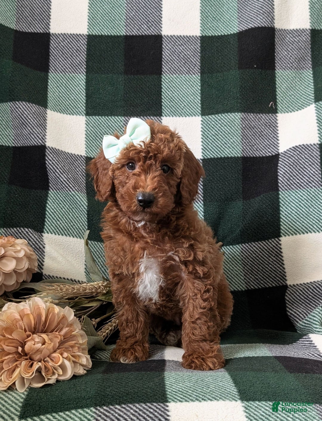 Mini Goldendoodle dogs for sale: Justeen Genetic Testing - Image 1