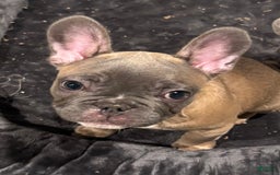 French Bulldog dogs for sale: Blessing - Image 13