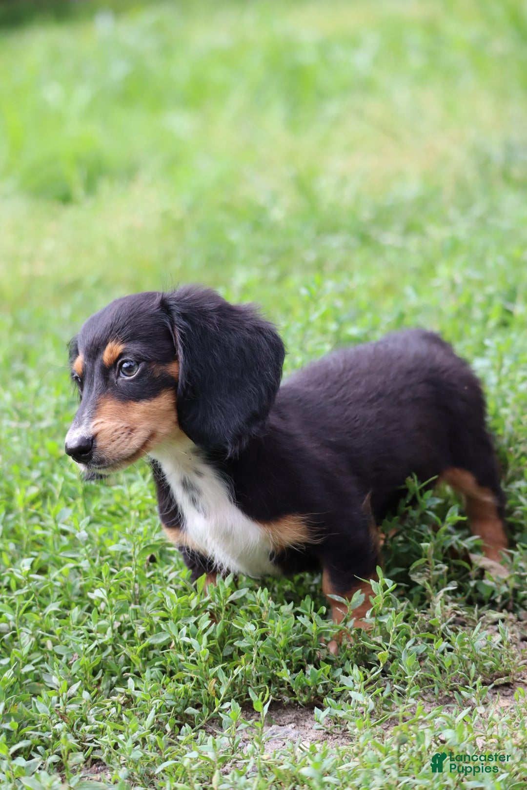 Miniature Dachshund dogs for sale: Duke - Image 2