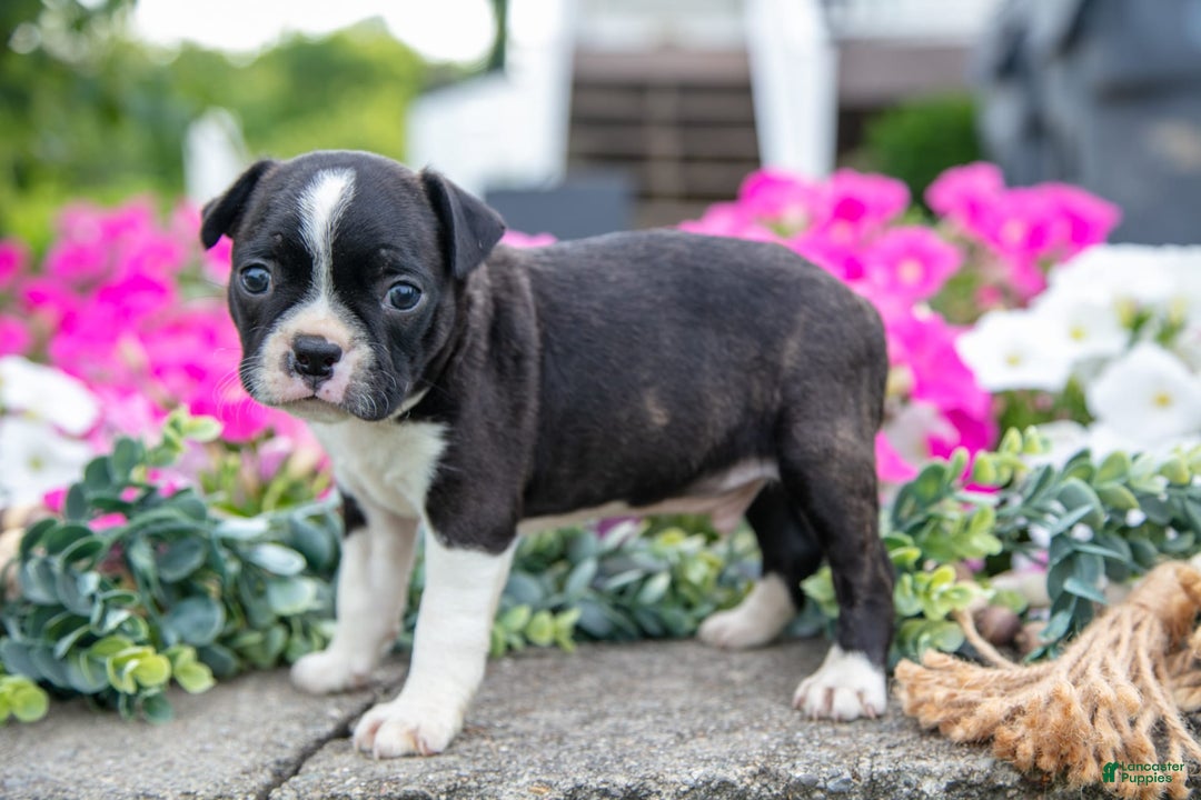 Boston Terrier dogs for sale: Marco - Image 4