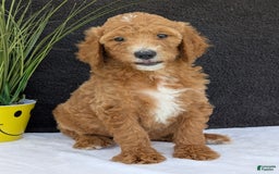 Goldendoodle dogs for sale: Zoey - Image 27