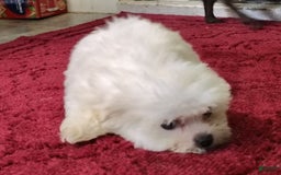 Morkie dogs for sale: Lilly - Image 11