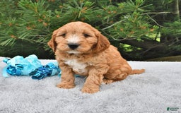 Mini Goldendoodle dogs for sale: Dancer - Image 19