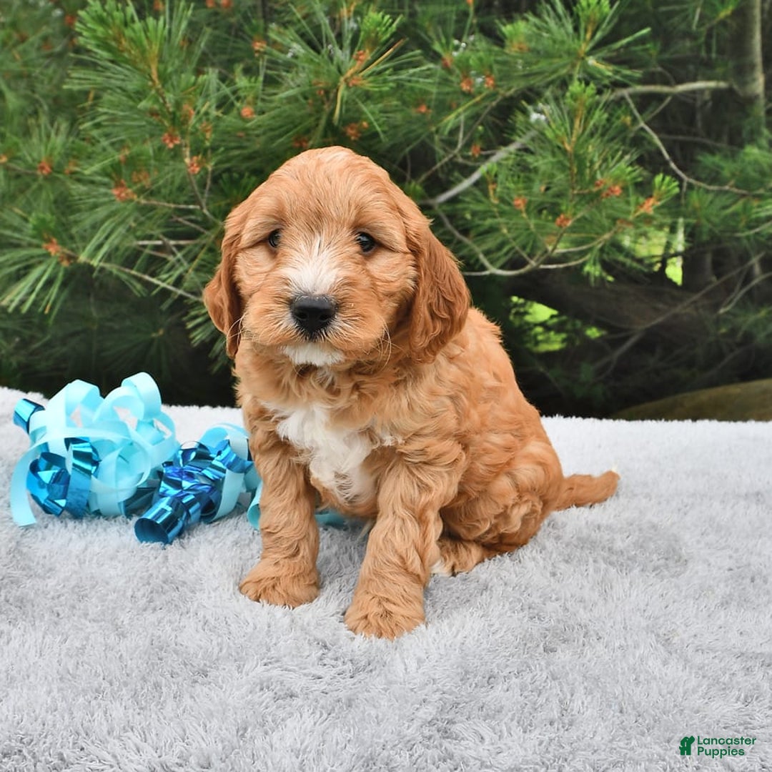 Mini Goldendoodle dogs for sale: Dancer - Image 19