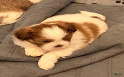 Shih Tzu dogs for sale: Lady Liberty - Image 3